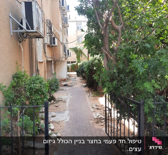 שביל מרוצף עם עצים ושיחים בצדדים